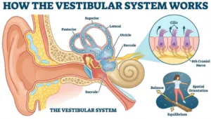 How the Vestibular System Works
